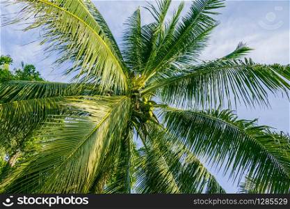 A Palm Tree and blue sky with clouds in the background. A Palm Tree and sky with clouds in the background