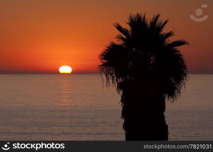 A palm tree at sunset flanked by the sun. The sun is misshapen as it just sliipping down over the horizon at dusk.