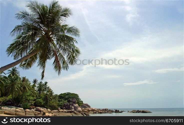 A Palm Tree Bends Over on a Perfect Beach in Koh Tao, tranquil, tranquility, tropical, paradise, pristine, tropical, heaven, delight, joy, haven, retreat, sanctuary, oasis, Thailand.