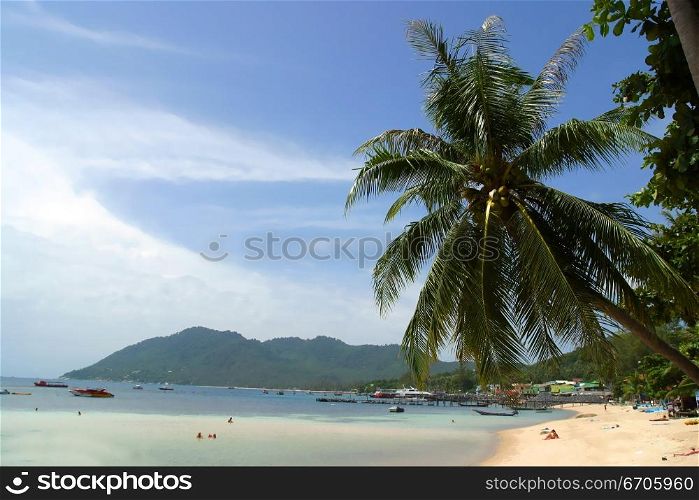 A Palm Tree Bends Over on a Perfect Beach in Koh Tao, tranquil, tranquility, tropical, paradise, pristine, tropical, heaven, delight, joy, haven, retreat, sanctuary, oasis, Thailand.