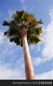 A palm tree detail against the blue sky