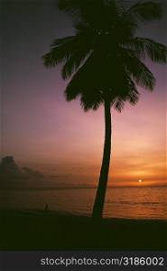 A palm tree is silhouetted against the sky at sunset, Tobago, Caribbean