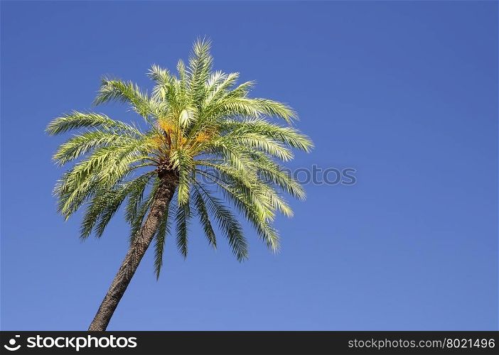A palm tree isolated on the sky.