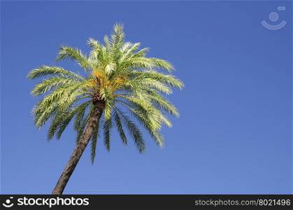A palm tree isolated on the sky.