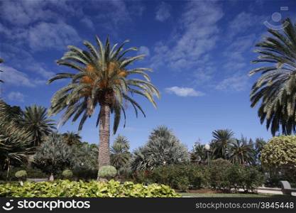 a Palmtree in a parc in the city of las palmas on the Canary Island of Spain in the Atlantic ocean.. EUROPE CANARY ISLAND GRAN CANARY