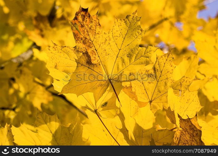 A panel from the group of autumn leaves of maple yellow color, true colors in the autumn season, dense foliage.. A panel from the group of autumn leaves