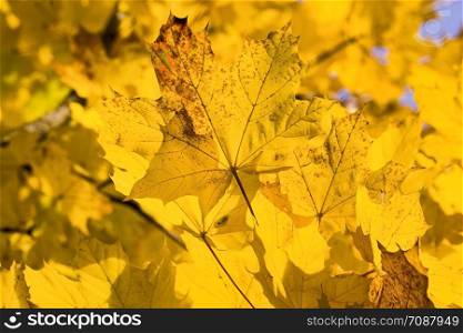 A panel from the group of autumn leaves of maple yellow color, true colors in the autumn season, dense foliage.. A panel from the group of autumn leaves