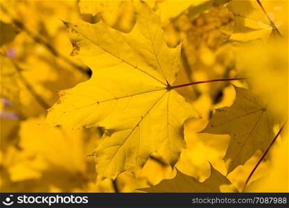 A panel from the group of autumn leaves of maple yellow color, true colors in the autumn season, dense foliage.. A panel from the group of autumn leaves