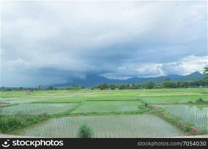 A panorama of blue sky turns indigo mountains after the rain clouds as the wind farms full of rice on the evening bright with natural rainfall.