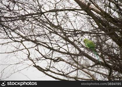 A parrot in a tree