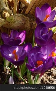 A patch of mauve crocuses under a tree in the spring sunshine