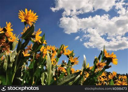 A patch of mule&acute;s ear flowers (Wyethia amplexicaulis) against a bright blue sky in early summer.
