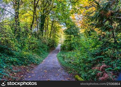 A path at the Wasington Park Arboretum in Seatle. It is the fall season.