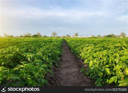 A path between rows of potato bushes in a farm field. Growing food vegetables. Olericulture. Agriculture farming on open ground. Agroindustry. Cultivation. Organization of plantation in the field.