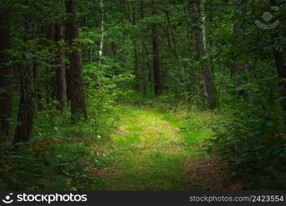 A path in a dense green forest, summer view