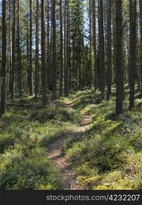A path in a Finnish forest in may.