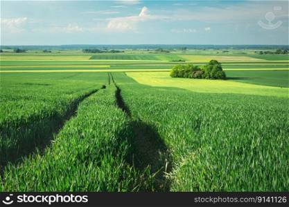 A path in green cereals and trees in the field, spring view
