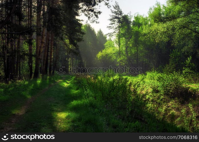 A path in the morning green forest under the first rays of the sun.. Path In The Summer Forest
