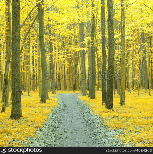 a path is in the autumn forest