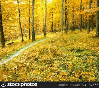 a path is in the autumn forest
