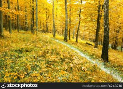 a path is in the autumn forest