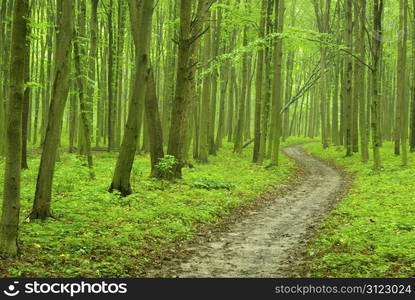 a path is in the green forest