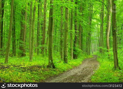 a path is in the green forest