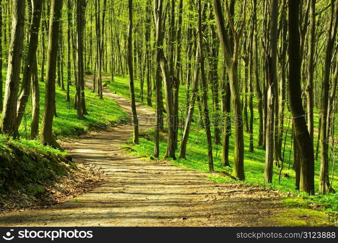 a path is in the green forest