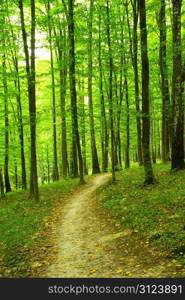 a path is in the green forest