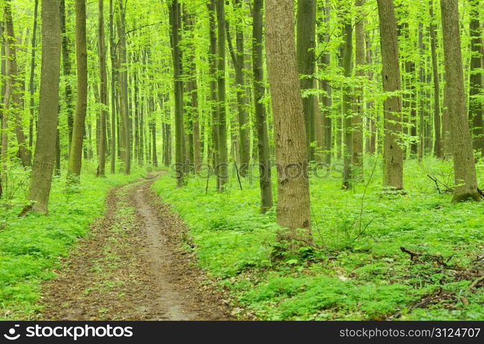 a path is in the green forest