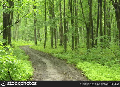 a path is in the green forest