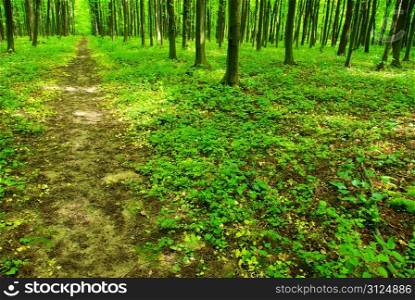 a path is in the green forest