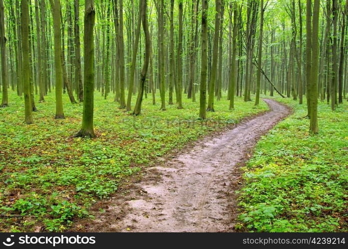 a path is in the green forest