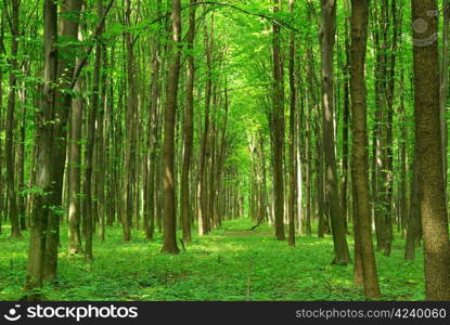 a path is in the green forest