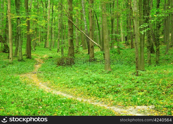 a path is in the green forest