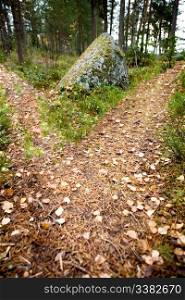 A path is split in the forest with two options