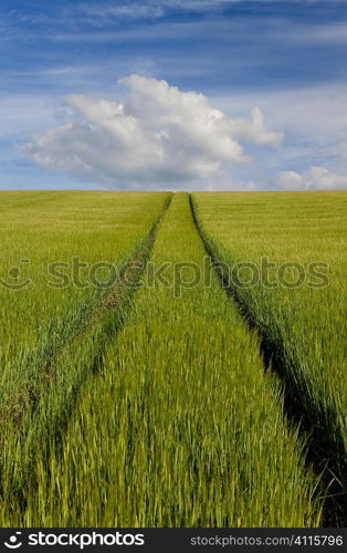 A path leads through a green field full of barley and over the horizon into a blue sky