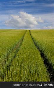 A path leads through a green field full of barley and over the horizon into a blue sky