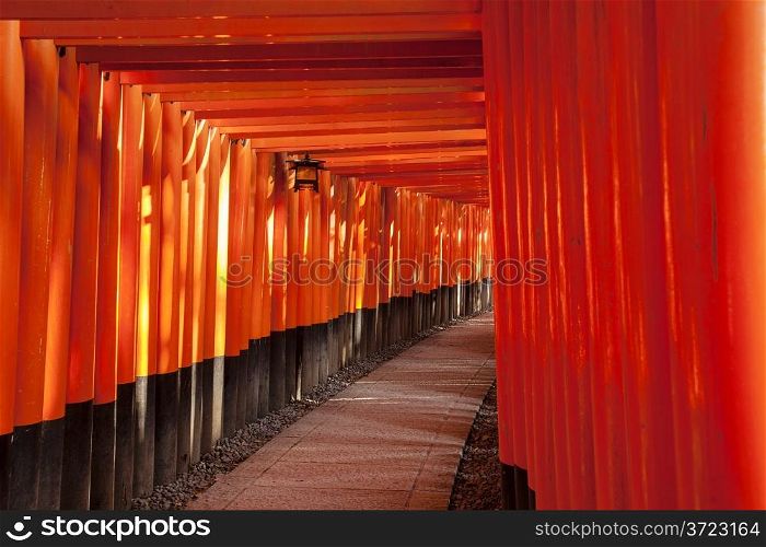A path takes visitors through a long corridor made of hundreds of torii gates painted in red.