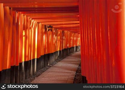 A path takes visitors through a long corridor made of hundreds of torii gates painted in red.