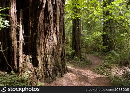 A path through the old growth forest