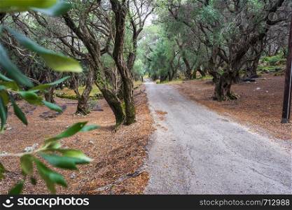 A path through the olive forest at Corfu, Greece, Europe.. A path through the olive forest at Corfu, Greece, Europe