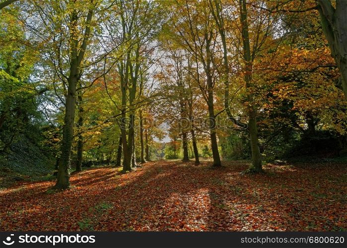 A path through the woods in Autumn