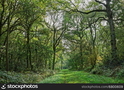 A path through woodland on a misty day in the UK