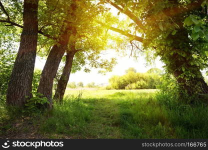 A path under green trees to the sun. Summer. The concept of the beginning of a new path, travel and freedom.. A path under green trees to the sun