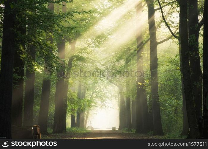 A pathway in the middle of the green leafed trees with the sun shining through the branches. Pathway in the middle of the green leafed trees with the sun shining through the branches