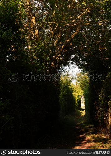 a pathway through a meadow with tree archway wonderful journey walking through country spring and summer natural light heaven wonder