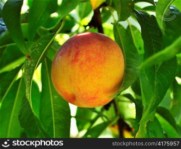 a peach on a tree, close up