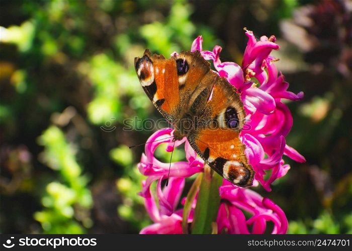 A peacock butterfly sitting on a pink flower, sunny spring view