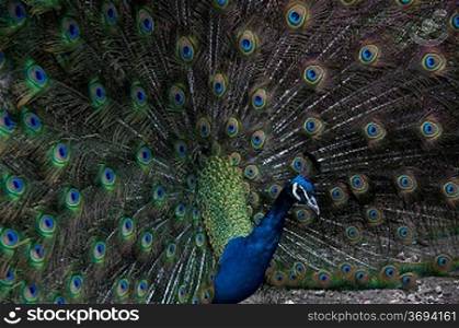 A peacock displaying it feathers